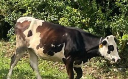 澳大利亚奶牛公牛品种有哪些？