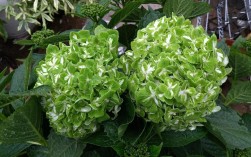 绿色绣球是什么品种？