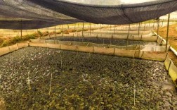 大棚牛蛙养殖技术视频，如何高效搭建与管理？