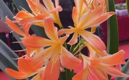 优质君子兰品种有哪些？