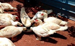 火鸭笼养技术视频详解，如何高效搭建鸭舍、科学配比饲料及日常管理要点？