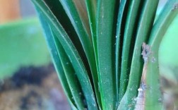 君子兰叶片细长是品种特性还是养护问题？