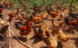 放养土鸡养殖技术视频有哪些要点？