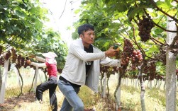 北方葡萄养殖技术视频，关键点有哪些？