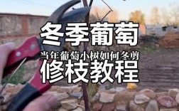 葡萄冬季修剪如何操作？