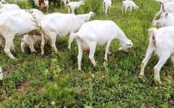 山羊养殖选什么品种好？