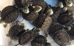 安南龟苗2025年价格会涨还是跌？