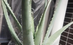 哪些芦品种不可食用？