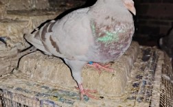 2025年肉鸽图片价格会涨多少？