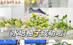 柚子盆栽冬天怎么管理？