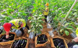 大棚种植茄子技术视频