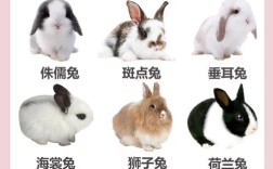 哪种肉兔品种出肉率最高？