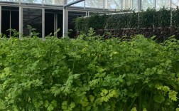 种大棚蔬菜技术视频，哪些技巧能提产量？