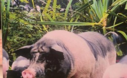 哪些猪种适合放养？