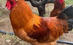 江苏有哪些知名公鸡品种？