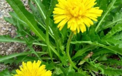 蒲公英品种有哪些？