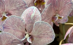 哪种蝴蝶兰品种最漂亮？