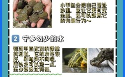 甲鱼养殖方法与技术有哪些关键要点？