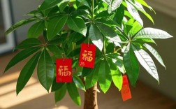 发财树品种如何快速辨别？