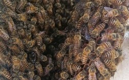 中华蜜蜂最新育王技术有何突破？