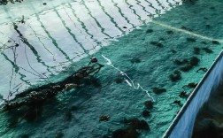 2025年蟾蜍养殖技术有哪些新突破？