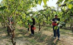大棚桑葚种植技术视频