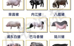 哪些猪品种适合新手养殖？