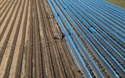 玉米大棚种植技术视频，核心要点有哪些？