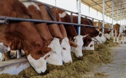 牛的养殖技术视频如何高效播放学习？