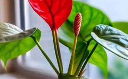 大叶红掌品种好不好养？适合家养吗？