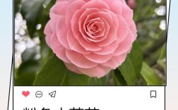 粉红色茶花是什么品种？