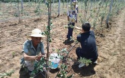 果树栽培视频，实用技术怎么学？