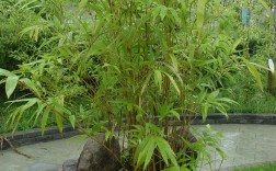 什么品种的竹子叶子少