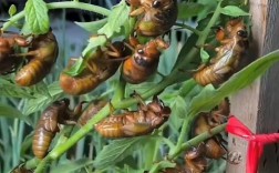 知了养殖技术视频大全，哪些方法实用高效？