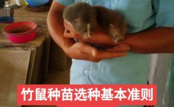 重庆竹鼠养殖技术培训哪里学？