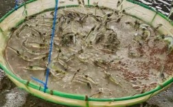 江门南美白对虾养殖技术要点有哪些？