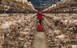 邛崃香菇种植技术中心有何核心优势？