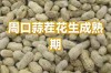 周口花生价格现在多少钱一斤？