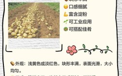 马铃薯布尔班克品种有何特性与优势？