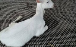 2025萨能奶山羊价格会涨还是跌？