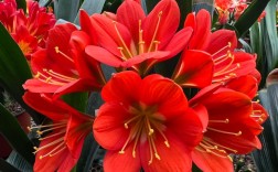 红色君子兰品种及图片