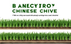 阳台韭菜种植技术，阳台韭菜种植技术视频