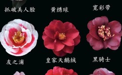 茶花品种有多少？附图片看全吗？