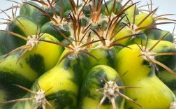 什么品种仙人球最养眼好看？