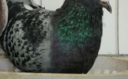 肉鸽品种中，哪个个子最大？