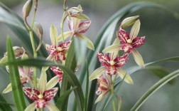 夏季兰花品种有哪些可种？