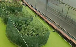 CCTV7黄鳝养殖技术核心要点是什么？