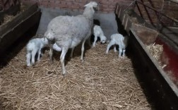 多胎多羔羊有哪些品种