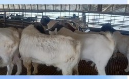 2025年波尔山羊价格会涨还是跌？