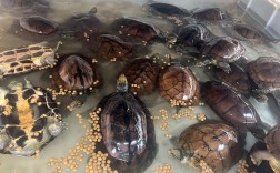 2025钦州石龟苗价格会涨还是跌？